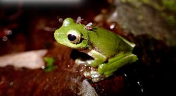 Photos of frogs being fed on by flies (for frog conservation)