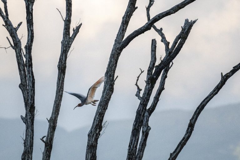 The bird brought back from extinction in Japan