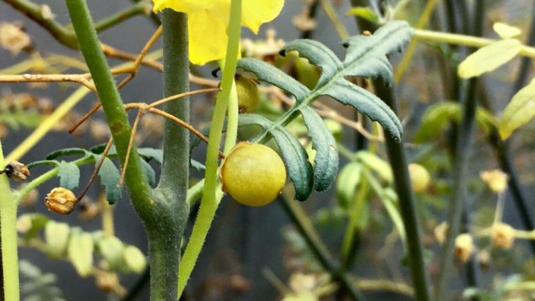 Wild tomato genome will benefit domesticated cousins