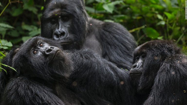 Virunga Park: Oil drilling rights to be auctioned off in critically endangered rainforest region