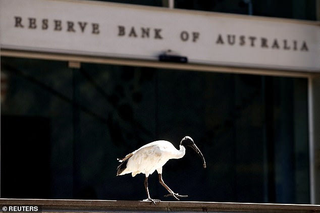 'Bin chicken' refers to the Australian white ibis, which are often seen rummaging through rubbish bins in Australian cities