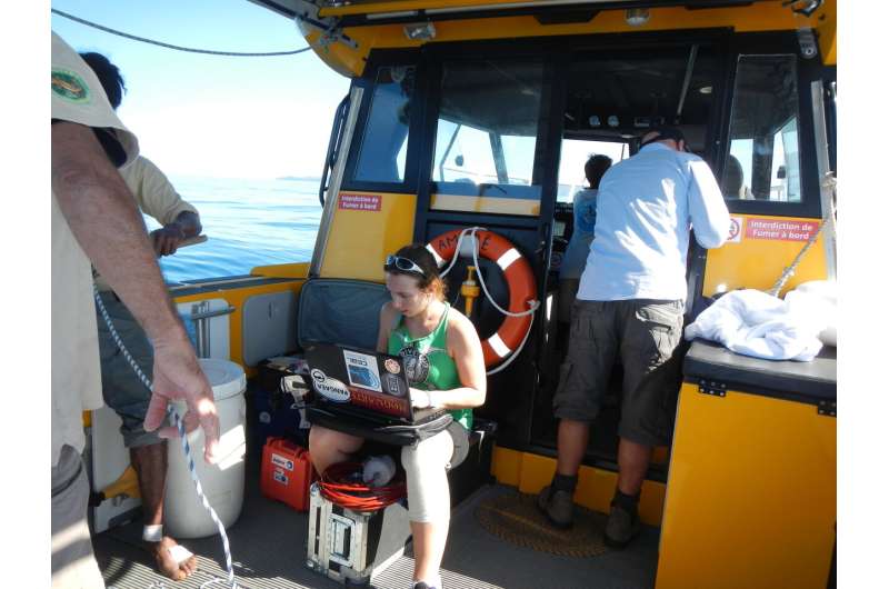 Whales learn songs from each other in a cultural 'deep dive'