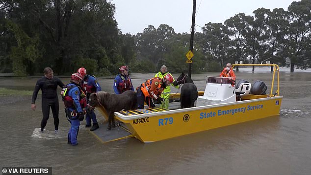 Shetland ponies were rescued by boat from a flooded area in Milperra on Sunday