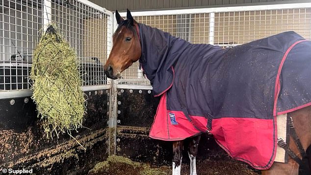 The two horses trapped in the stables were found the next morning 'in good order' and were given fresh hay and water (above)