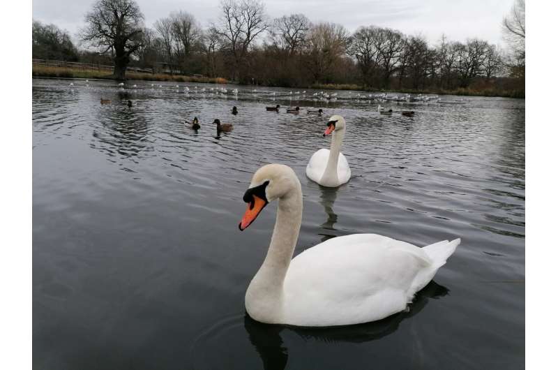 Swans sacrifice rest to squabble