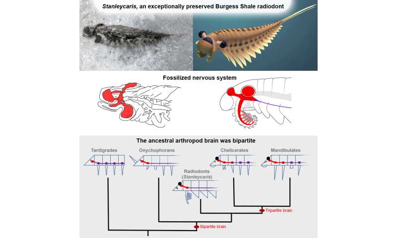 500-million-year-old fossilized brains of stanleycaris prompt a rethink of the evolution of insects and spiders