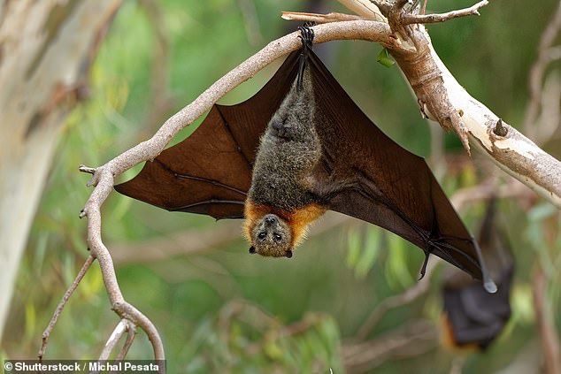 The deadly Hendra virus can spread from its natural hosts - fruit bats (pictured) - to horses