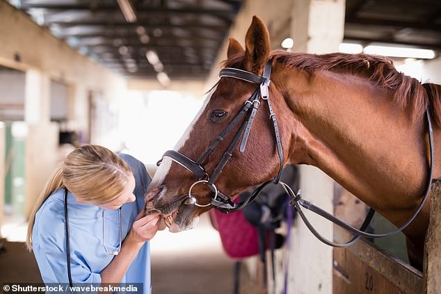 There are vaccinations for horses to help prevent them from contracting the virus but the infected horse in Mackay wasn't vaccinated