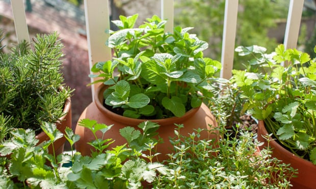 Fresh herbs in pots on a balcony.