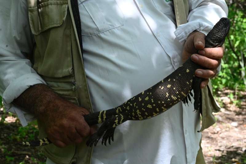 Sleeping Child lizard numbers have been harmed by human encroachment on their ever-shrinking habitat, climate change, and captur