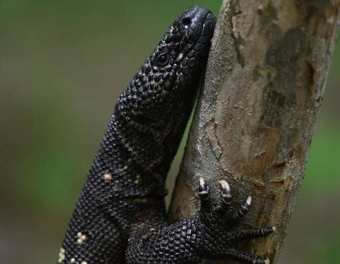 The venomous lizard packs a painful bite but is rarely deadly to humans