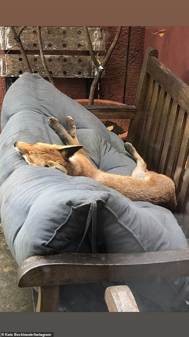 Nap: She keeps feeding the fox more snacks while petting its nose, while also taking to her Instagram story, showing the fox napping on a couch