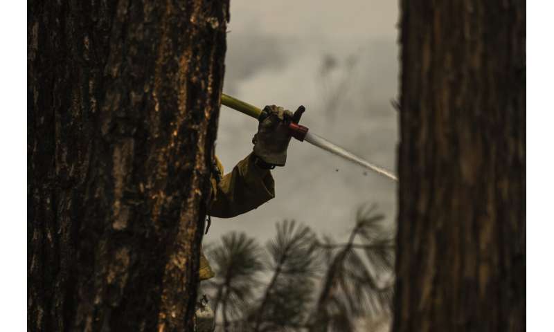 Preventative fires credited with saving Yosemite sequoias