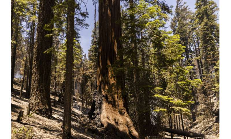 Preventative fires credited with saving Yosemite sequoias