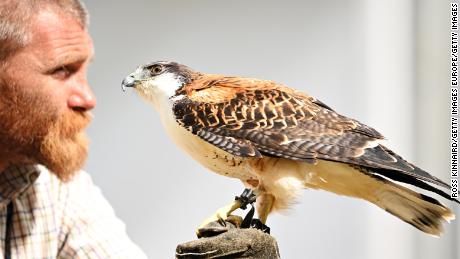 Eagles a plenty: Birds of prey employed by the Open to scare away problem seagulls