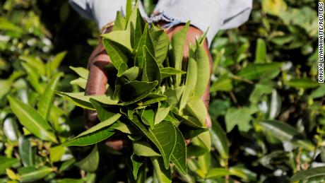 Tea leaves at a plantation estate in Bogawantalawa, Sri Lanka.