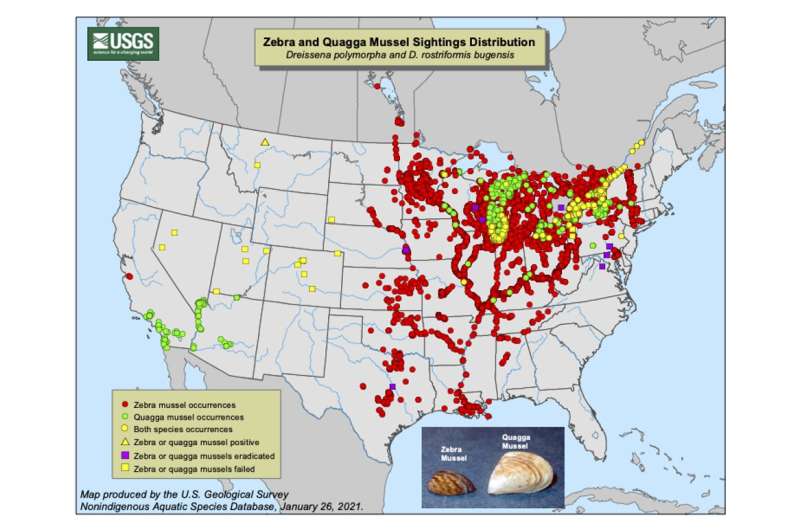 The westward spread of zebra and quagga mussels shows how tiny invaders can cause big problems