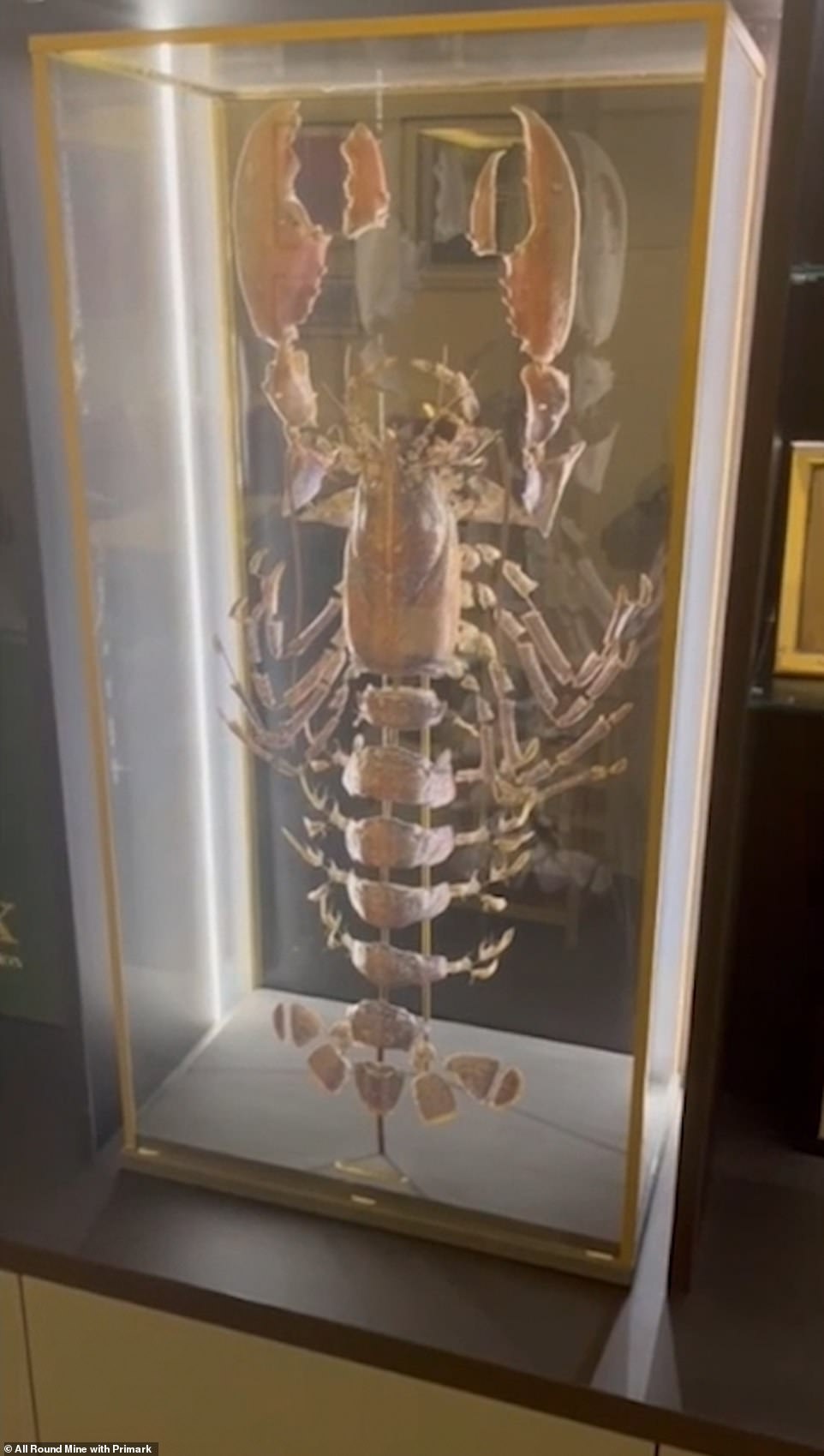 Pride of place: Her swanky pad also includes a taxidermy lobster which they got it in St Barts and was part of Spencer's birthday present which they named Larry the Lobster