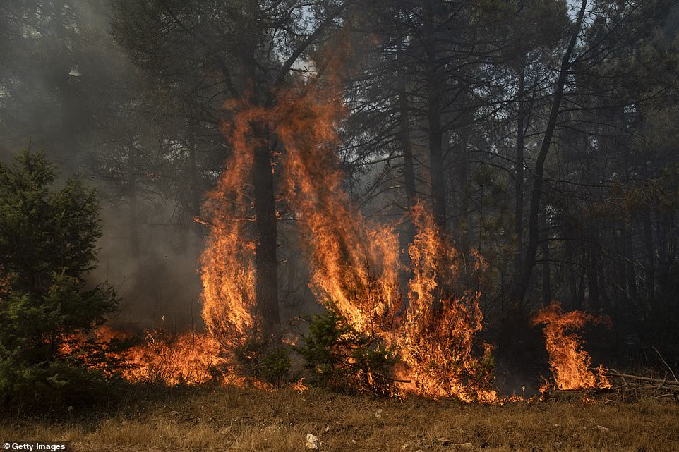 Inferno: Flames burn through wood and grassland in Cebreros, Spain, where hundreds of firefighters battled dozens of blazes