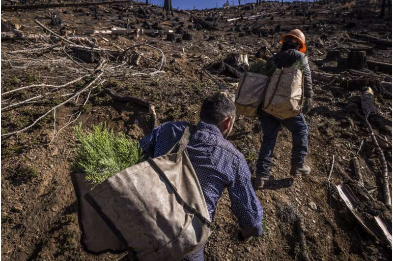 US to plant more trees as climate change kills off forests