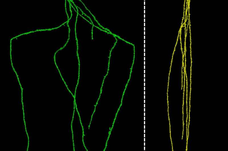 Designing roots to reach new depths could help carbon storage in soil