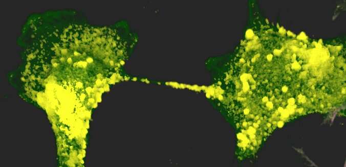 SARS-CoV-2 hijacks nanotubes between neurons to infect them