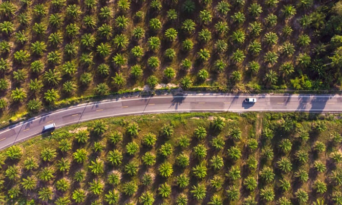 A blockchain tool that helps track sustainability, from palm oil to plastics | The whole picture