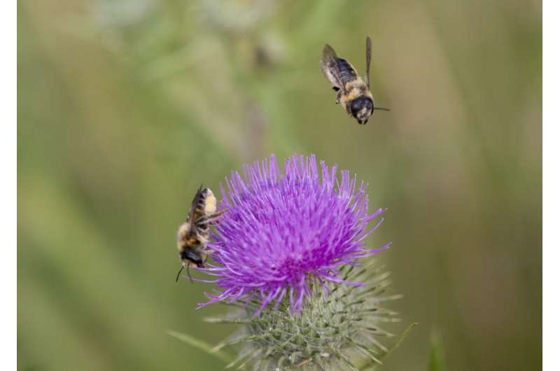 Rare plants attract rare bees and birds in urban gardens