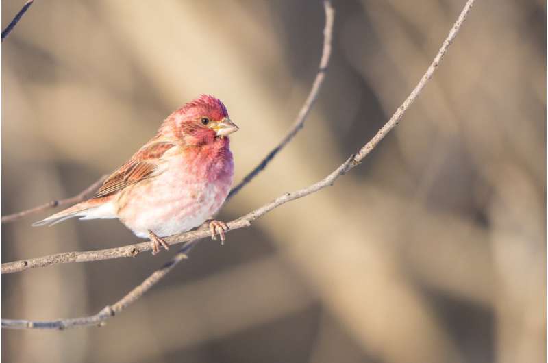 Rare plants attract rare bees and birds in urban gardens