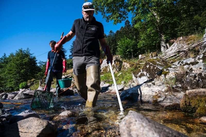 Rescue operations are taking place for fish stranded in low waters, such as here in  Territoire-de-Belfort