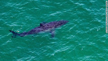 A great white shark swims approximately 164 feet (50 meters) off the coast of the Cape Cod National Seashore in Massachusetts on July 15.