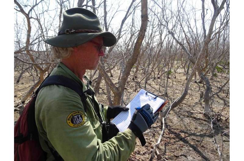 Climate change killed 40 million Australian mangroves in 2015. Here's why they'll probably never grow back