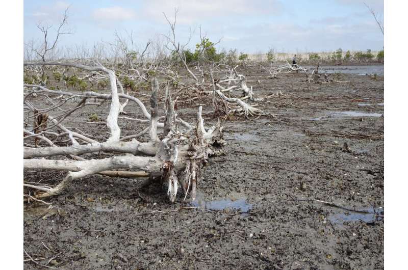 Climate change killed 40 million Australian mangroves in 2015. Here's why they'll probably never grow back