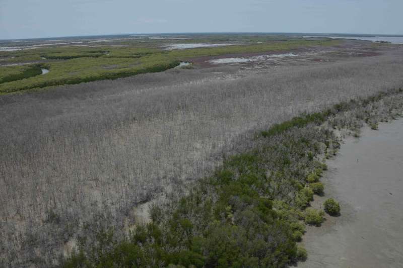 Climate change killed 40 million Australian mangroves in 2015. Here's why they'll probably never grow back