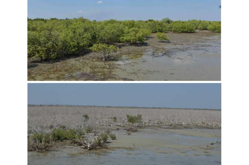 Climate change killed 40 million Australian mangroves in 2015. Here's why they'll probably never grow back