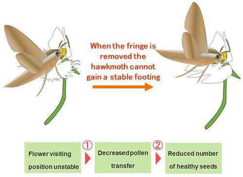 White egret orchid evolved frilly petal to support pollinator hawkmoth