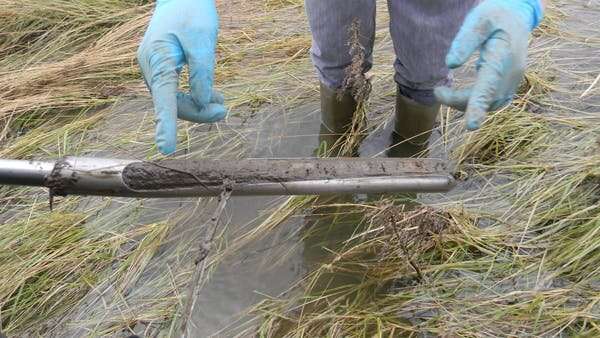 Climate change: why we can't rely on regrowing coastal habitats to offset carbon emissions