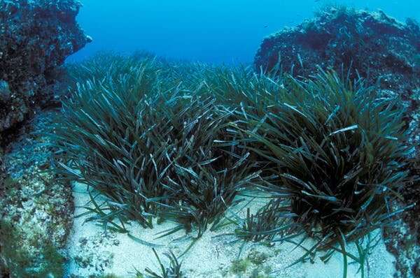 Climate change: why we can't rely on regrowing coastal habitats to offset carbon emissions