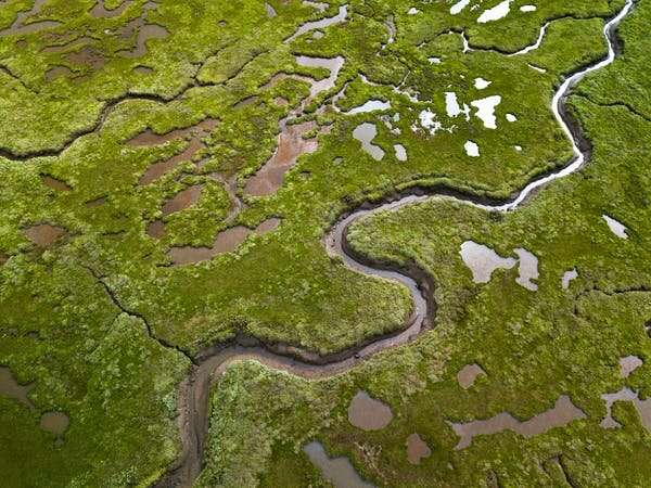 Climate change: why we can't rely on regrowing coastal habitats to offset carbon emissions