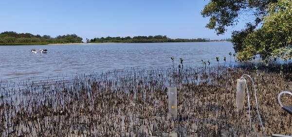 Climate change: why we can't rely on regrowing coastal habitats to offset carbon emissions