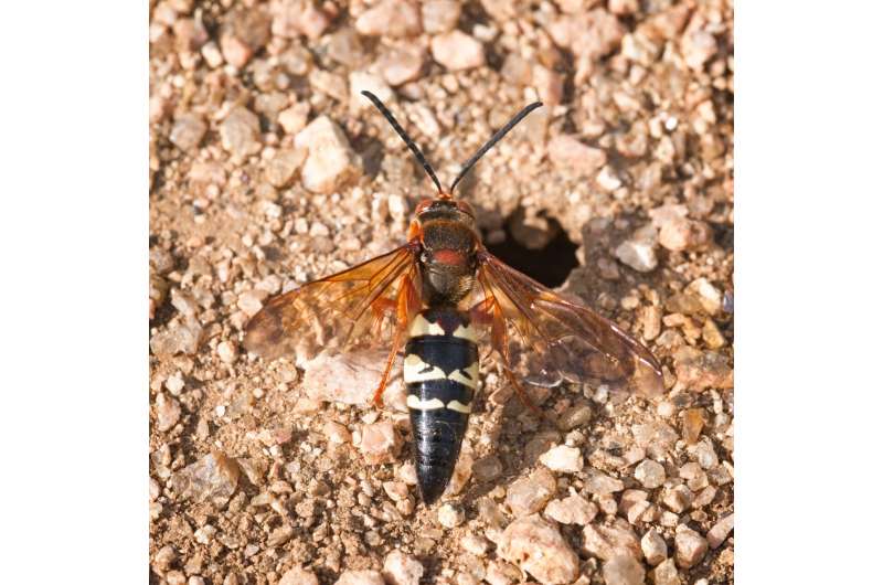 It’s big, but it’s not a ‘murder hornet’