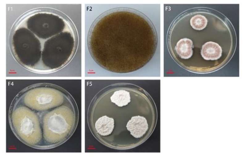 Scientists reveal source of internal mildew in sunflower seeds