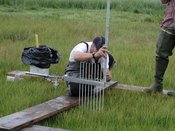 Not waving, drowning: why keeping warming under 1.5℃ is a life-or-death matter for tidal marshes