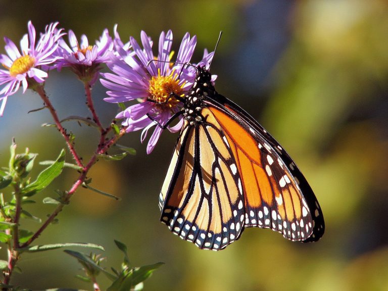 Chicago family creates sanctuaries for monarch butterflies, identified by global group as an endangered species