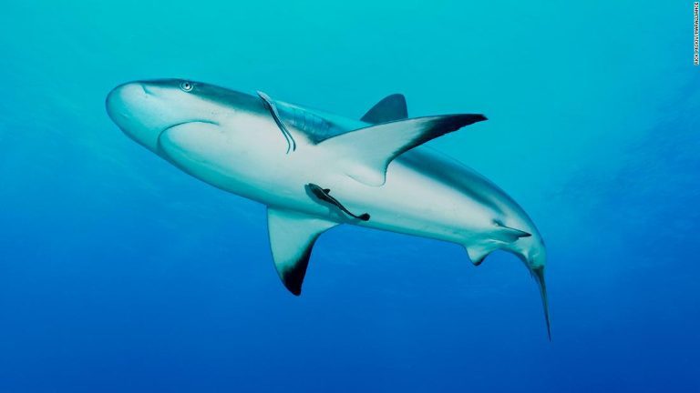 A shark ‘superhighway’ is being protected by fishermen