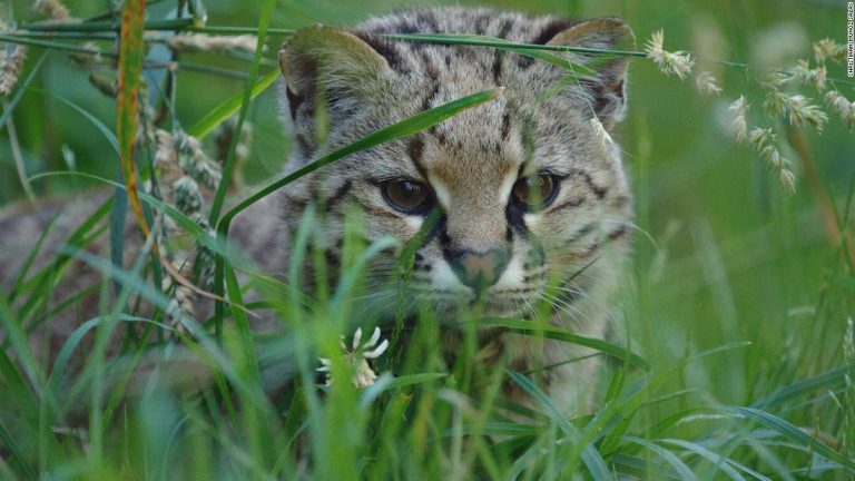 ‘The ghost of the forest’ and other animals living in a land of extremes