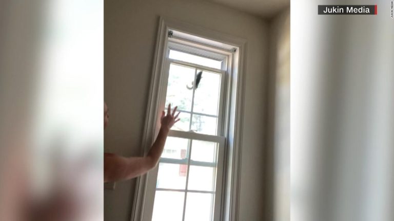 'If I scream, everything is fine': Woman's chipmunk rescue goes hilariously wrong