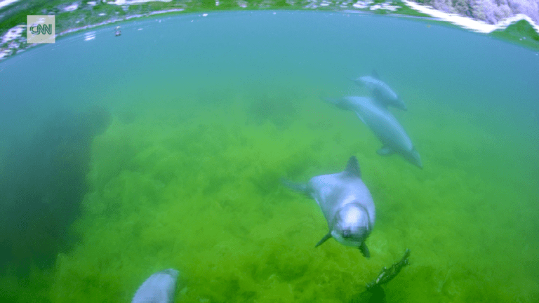 See rare video of one of the world's smallest dolphins