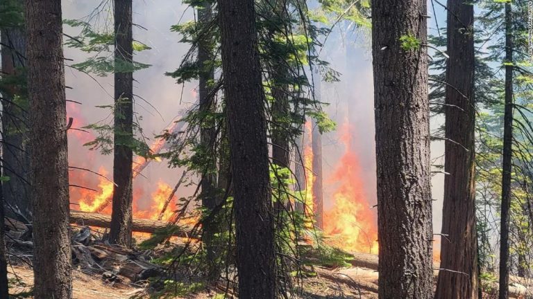 Yosemite Park fire: Evacuation orders issued as fire threatens Yosemite’s Mariposa Grove, home to more than 500 giant sequoia trees