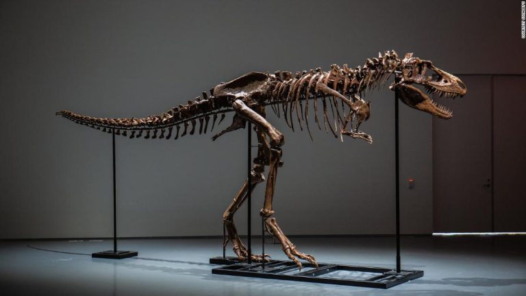 Whoever bought this giant Gorgosaurus fossil gets to name it, too